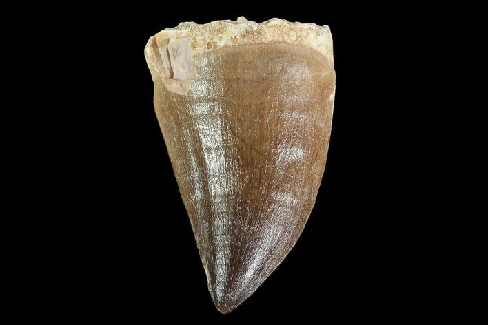 Mosasaur (Prognathodon) Tooth - Morocco #74983